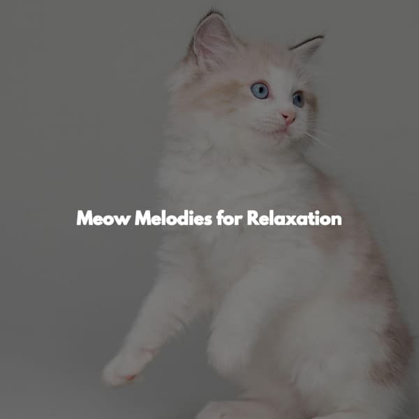 Meow Melodies for Relaxation - Elevator Music Project