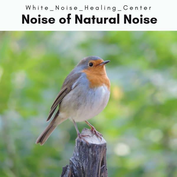 A Noise of Natural Noise - White Noise Healing Center
