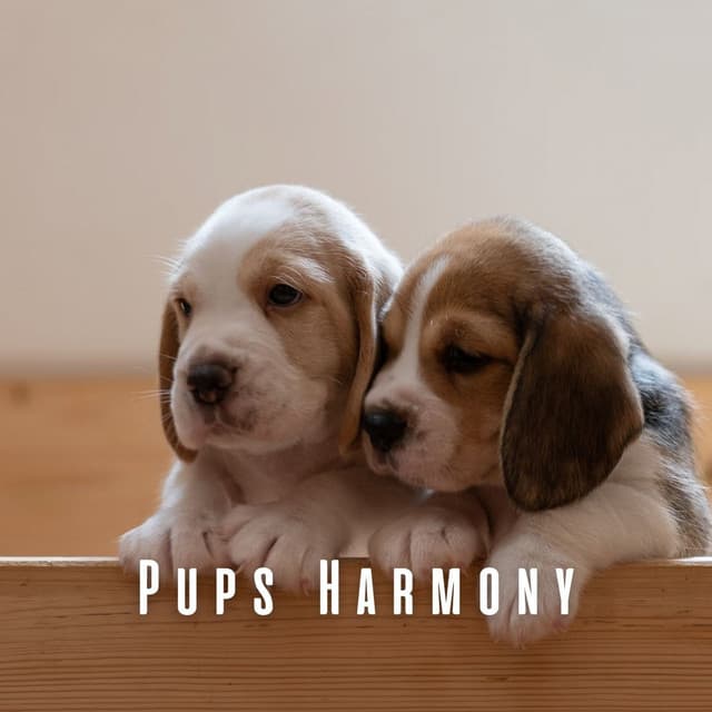 Pups Harmony: Meditative Piano Tunes for Dogs - Cocktail Piano Bar Jazz