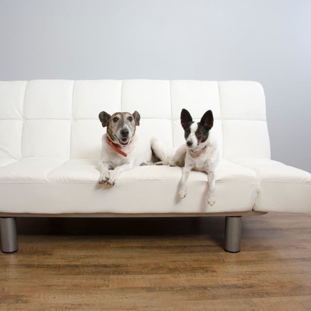 Jazz Lounge Serenade: Serene Dog Companions - Carl Bagge Trio