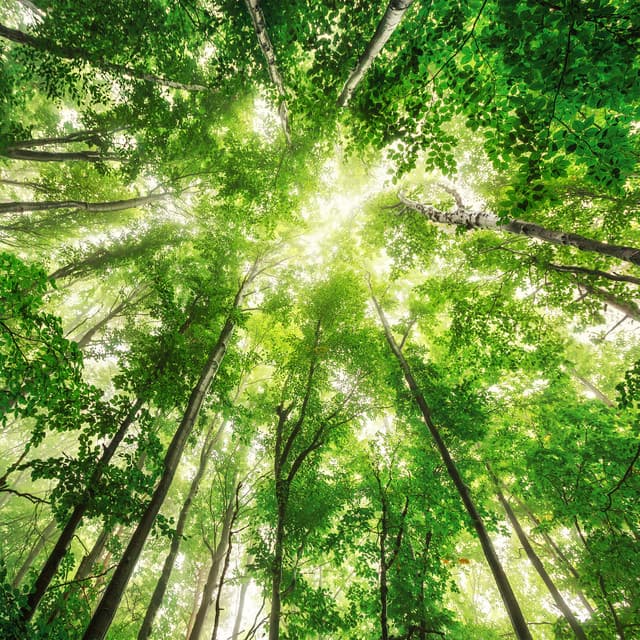 Natural Feelings - Better Sleep