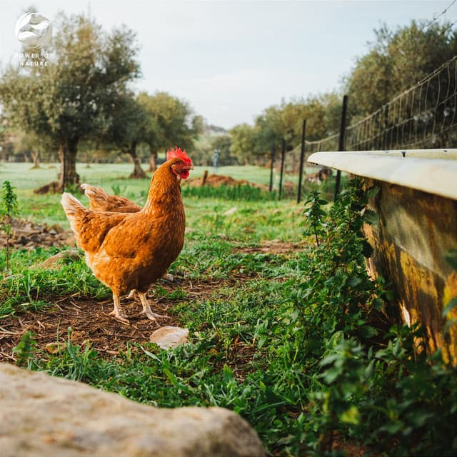 Morning Symphony Of The Singing Birds In The Countryside - Zambezi Sounds