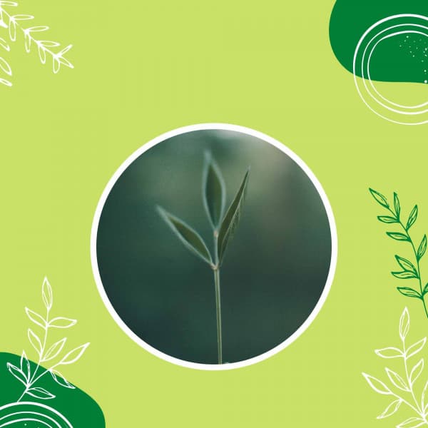 Self Care Days - Holiday Jazz Ensemble