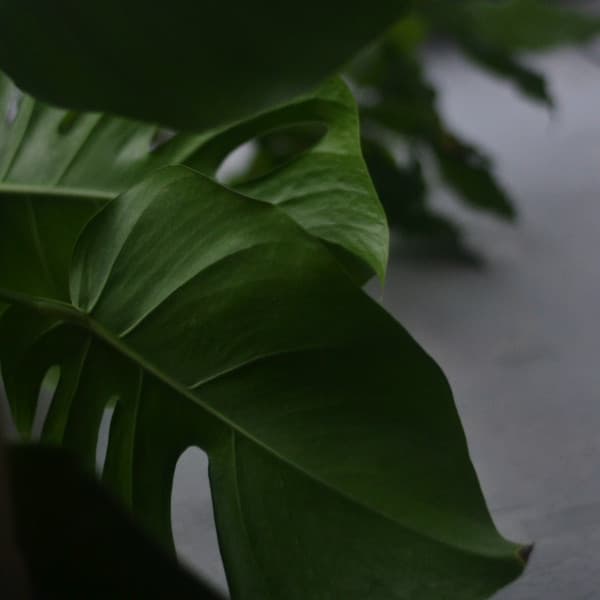 Mantras - Soothing music