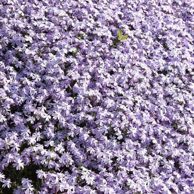 The Soothing Sounds of Brown Noise and Brown Noise Waves - Meditation Spa