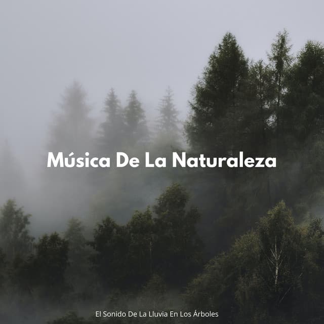 Música De La Naturaleza: El Sonido De La Lluvia En Los Árboles - Dulce lluvia