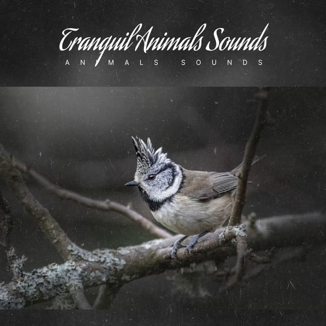 Tranquil Animals Sounds - Animals Sounds