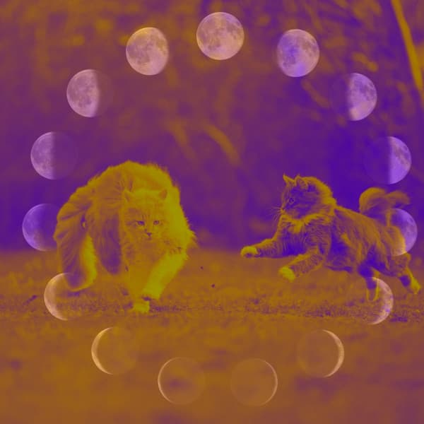 Wonderful Backdrop for Cats and Dogs Relaxation - Cat Sleeping Music Project