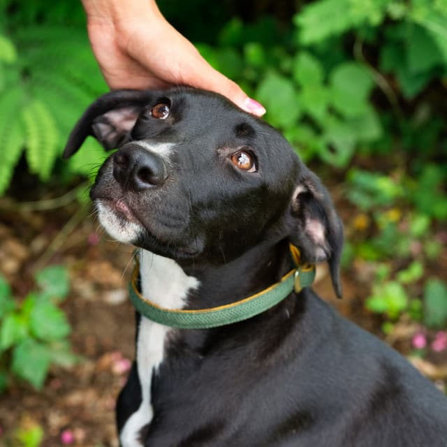 Ambient Pet Oasis: Calming Raindrops of Affection - Calm Pets Music Academy