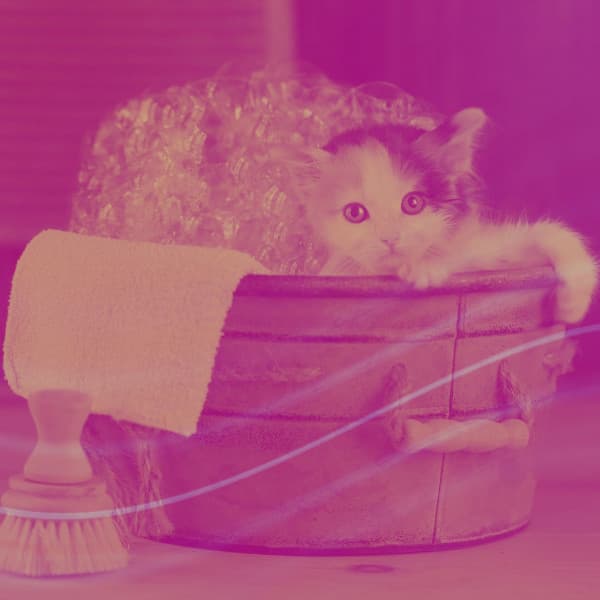 Music for Afternoon and Cats - Calming Cat Music