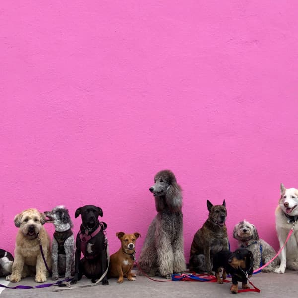 Jazz Violin - Background for Midsummer Pups - Music for Dogs Radio