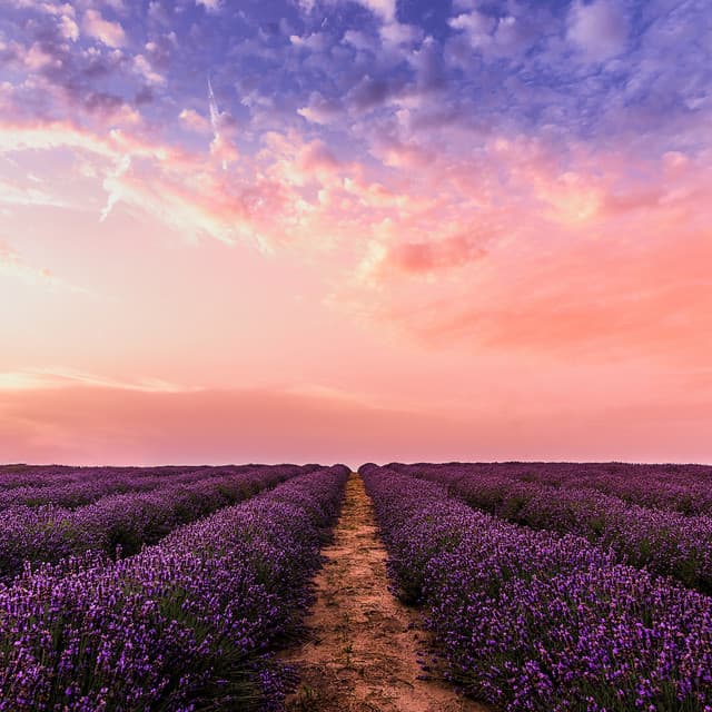 Rest & Relax Nature Sound Artists