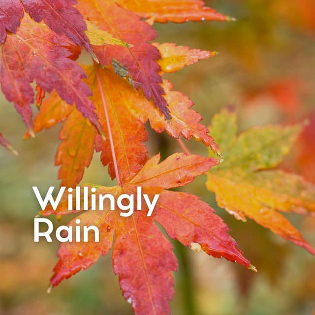 Willingly Rain - Yoga Rain