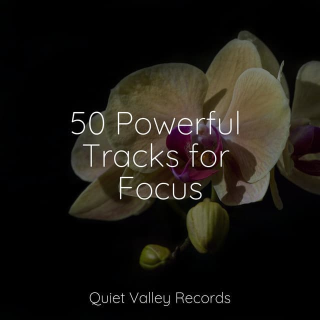 50 Powerful Tracks for Focus - Nature Sound Collection