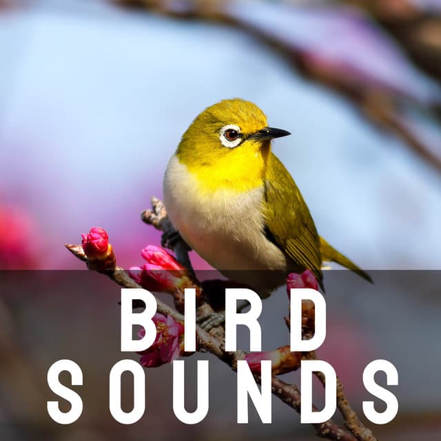 Bird Sounds - Bird Sounds