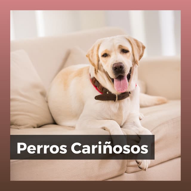 Perros Cariñosos - Mascotas tranquilas
