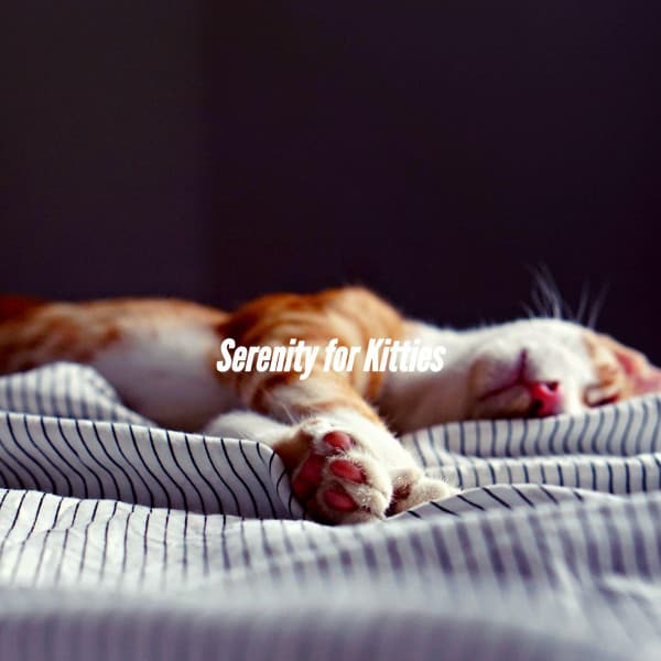 Serenity for Kitties - Hotel Lobby Jazz Group