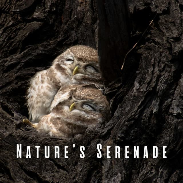 Nature's Serenade: Soothing Owl Sounds for Spa - Animal and Bird Songs