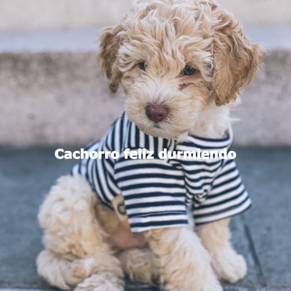 Cachorro feliz durmiendo - Jazz Vibe Chill Out