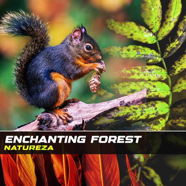 Enchanting Forest - Natureza