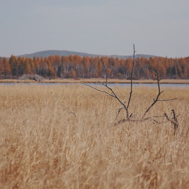 Sleep Compilation to Guide Yoga & find Calm - Big Sounds