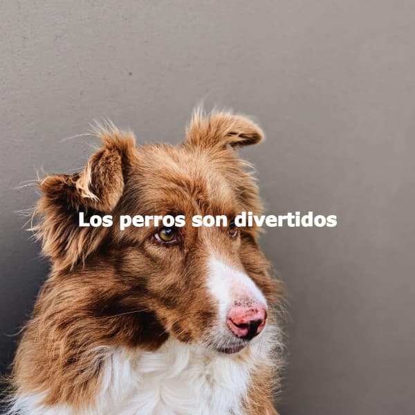 Los perros son divertidos - Jazz Chill Out Lounge