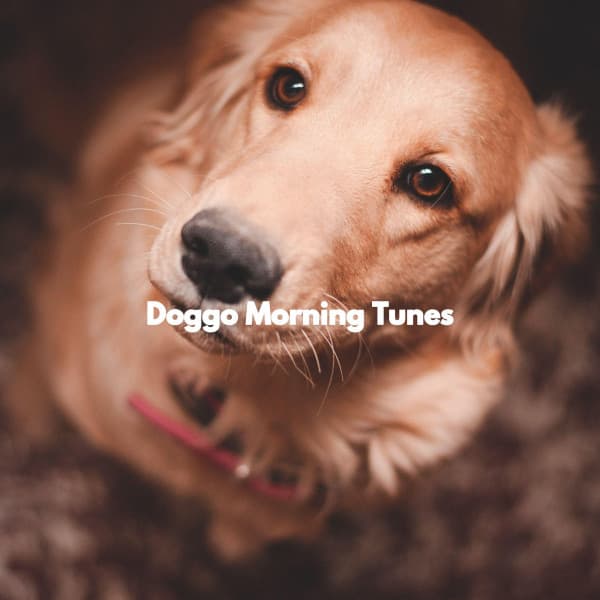 Doggo Morning Tunes - Easy Jazz Music