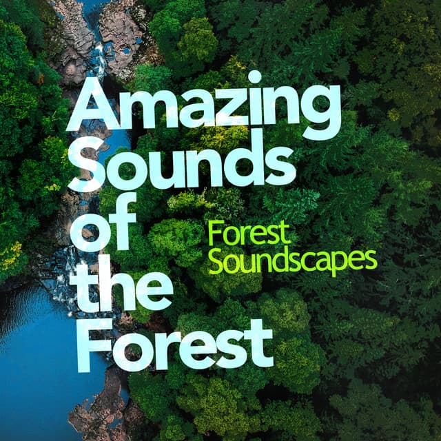 Amazing Sounds of the Forest - Forest Soundscapes