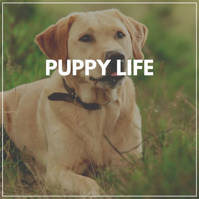 Puppy Life - Puppy Music