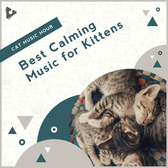 Best Calming Music for Kittens - Cat Music Hour