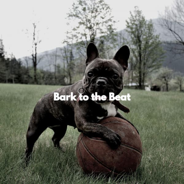 Bark to the Beat - Relaxing Music Orchestra