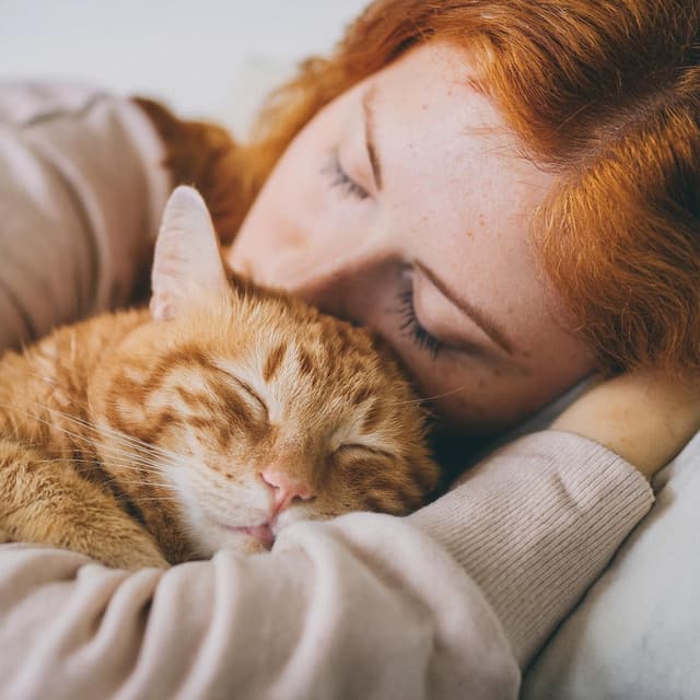 Sonidos Suaves Nocturnos Para Gatos - Atención Plena