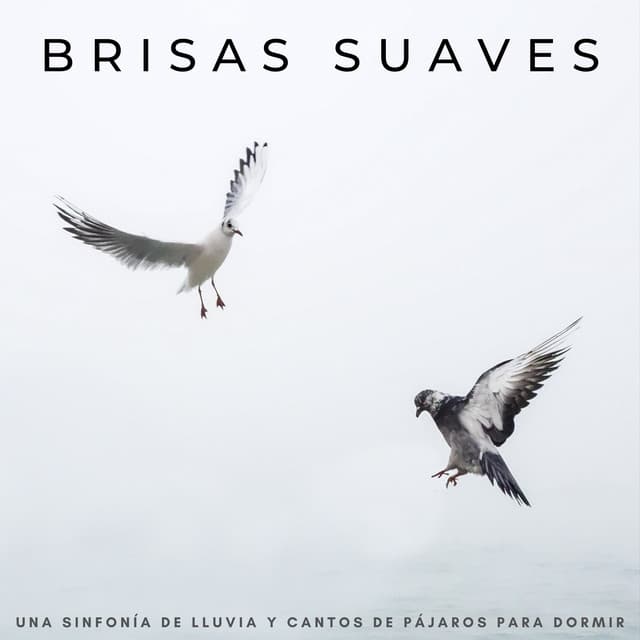 Brisas Suaves: Una Sinfonía De Lluvia Y Cantos De Pájaros Para Dormir - Lluvia Relajante para Dormir