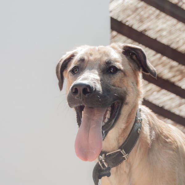 Spacious Jazz Violin - Background for Midsummer Pups - Relaxing Dog Music Society