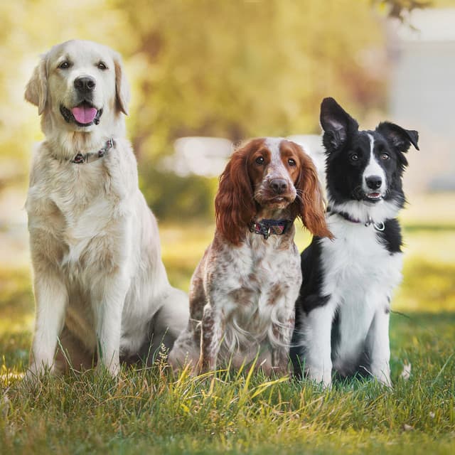 Quiet Dog Nights: Music to Soothe Dogs - Sugar Dressing