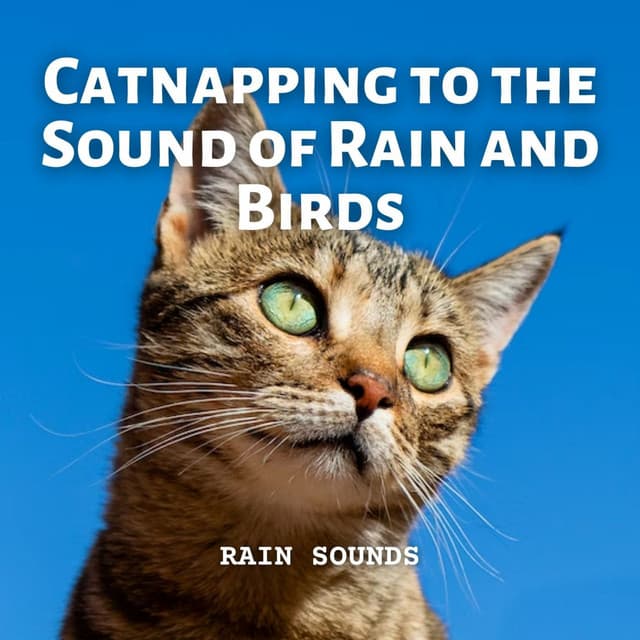 Rain Sounds: Catnapping to the Sound of Rain and Birds - Relaxing Rain Sounds