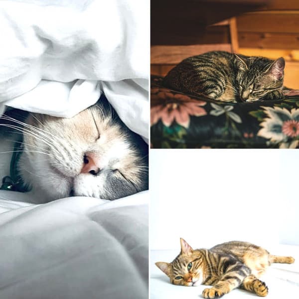 Echoes of Kitty Cats - Calming Cat Music