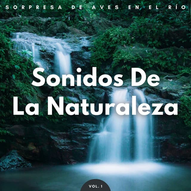 Sonidos De La Naturaleza: Sorpresa De Aves En El Río Vol. 1 - Canal Naturaleza sin parar