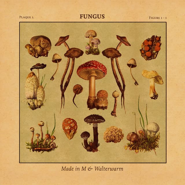 Fungus - Made in M