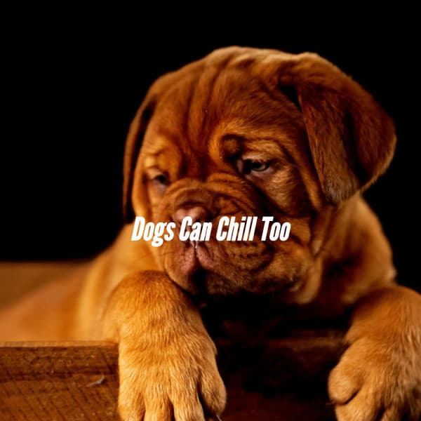 Dogs Can Chill Too - Relajado Musica Relajante para Perros