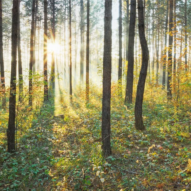 Easy Listening Piano Classics - Easy Listening Piano Classics