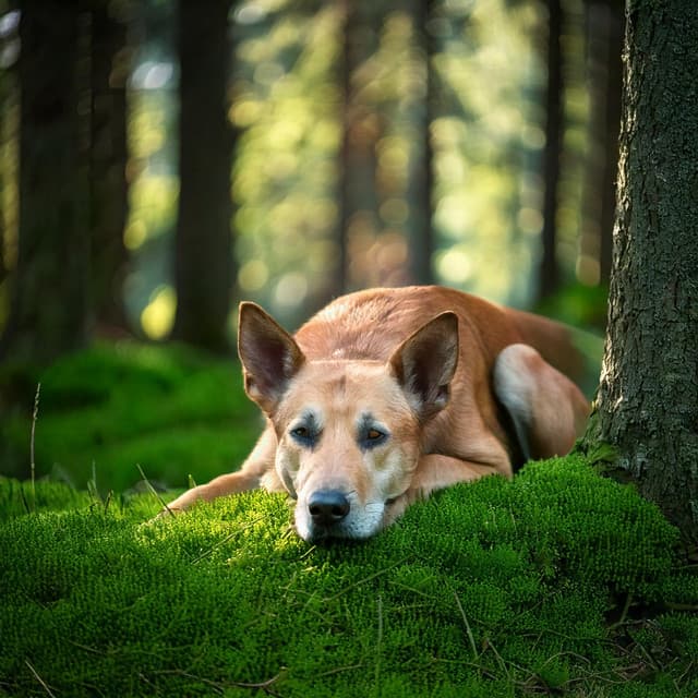 Music for Dogs: Ambient Relaxation Tones - Serenity Music Academy