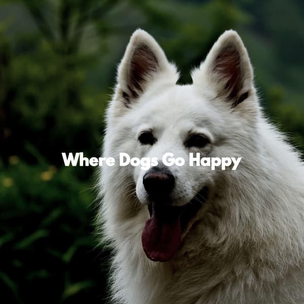 Where Dogs Go Happy - Cafe Jazz Tokyo