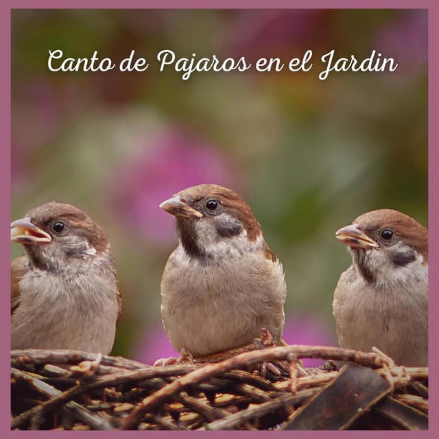 Canto de Pajaros en el Jardin - Sonidos De Pajaros