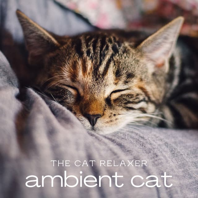 Ambient Cat - The Cat Relaxer