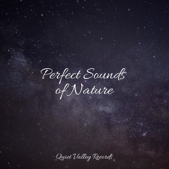 Perfect Sounds of Nature - Rainfall