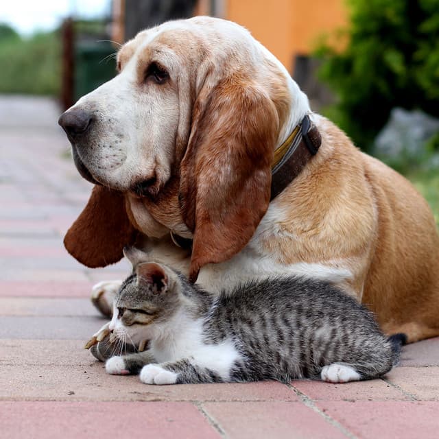 Enchanted Tranquility: Forest Singing Bowl Pet Melodies - Ambient Forest