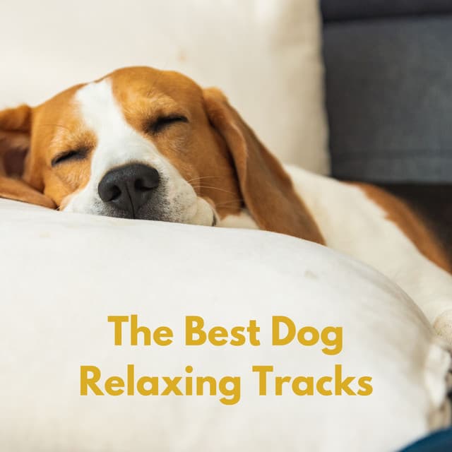 The Best Dog Relaxing Tracks - The Dog Relaxer