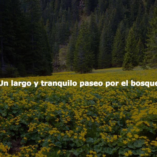 Un largo y tranquilo paseo por el bosque - Música Alegre para Bares