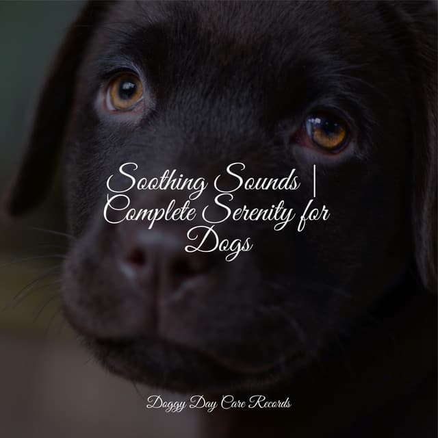 Soothing Sounds | Complete Serenity for Dogs - Music for Calming Dogs